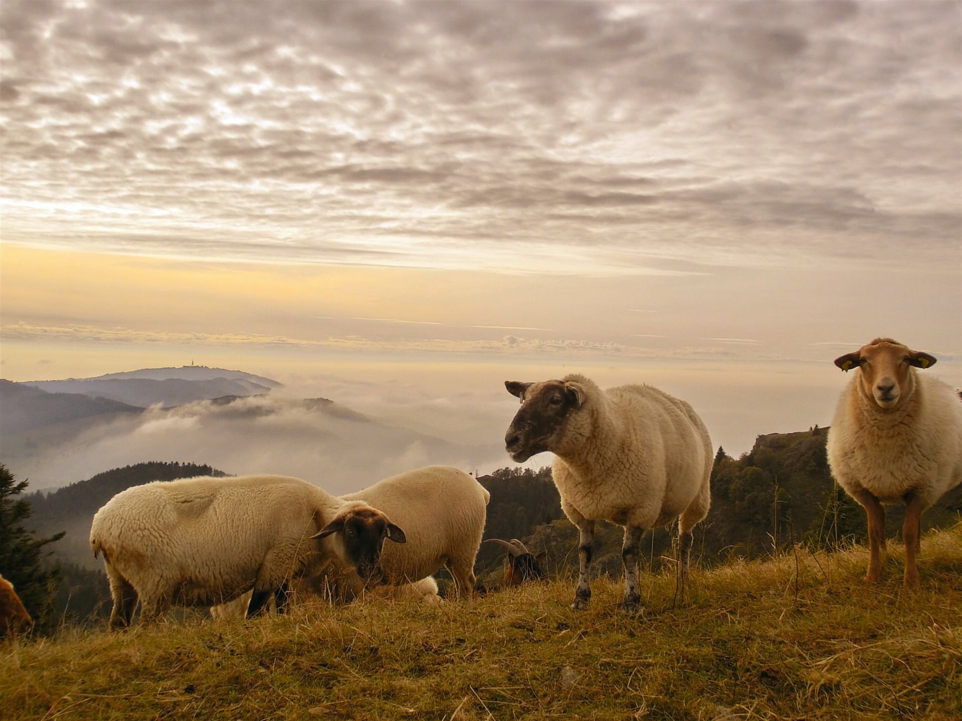 Panoramablick vom Belchen